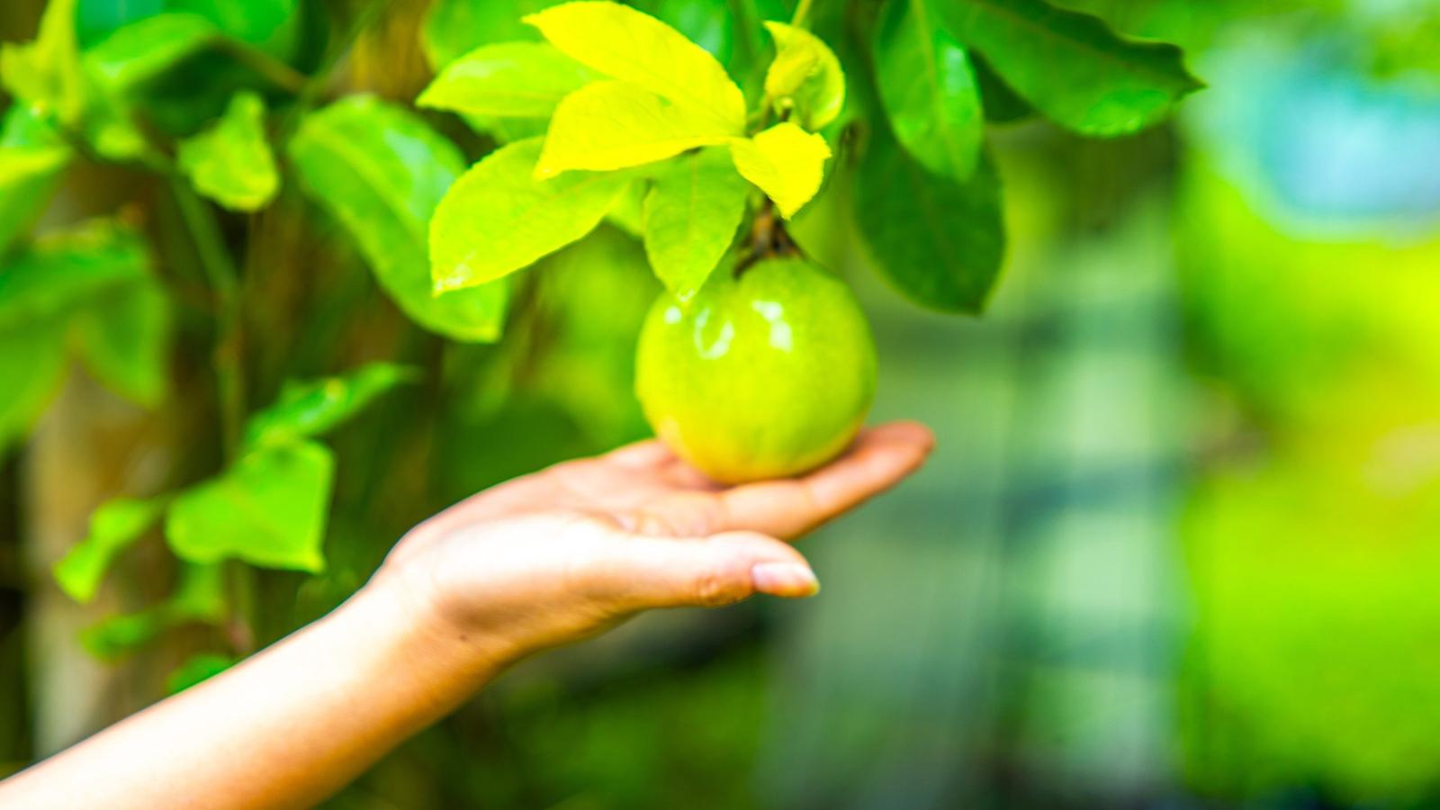 The Ocho Villa Sepoi Sepoi - Gallery Image 7 in Sira Beach, Lombok, Indonesia