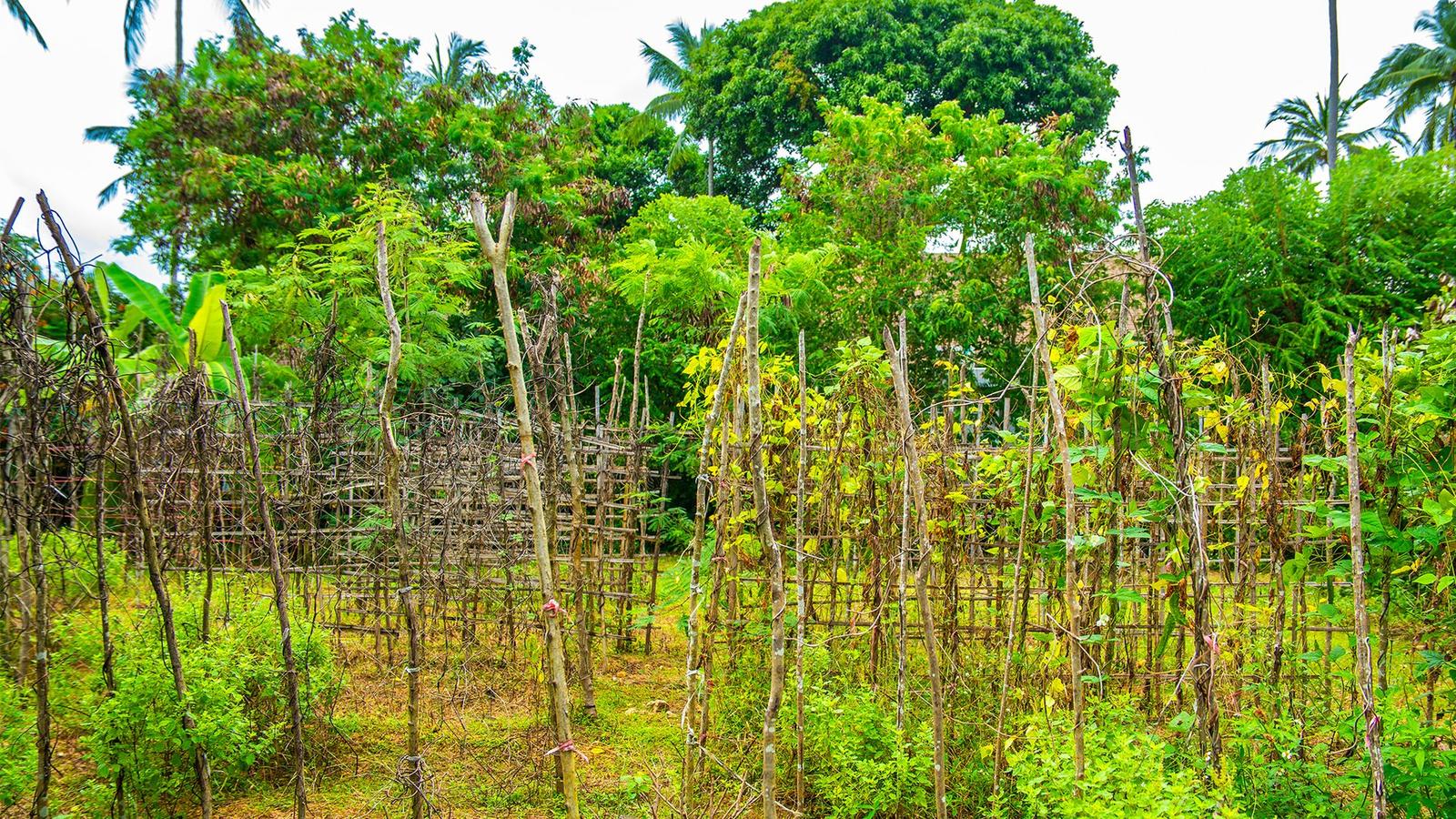 The Ocho Villa Sepoi Sepoi - Gallery Image 19 in Sira Beach, Lombok, Indonesia